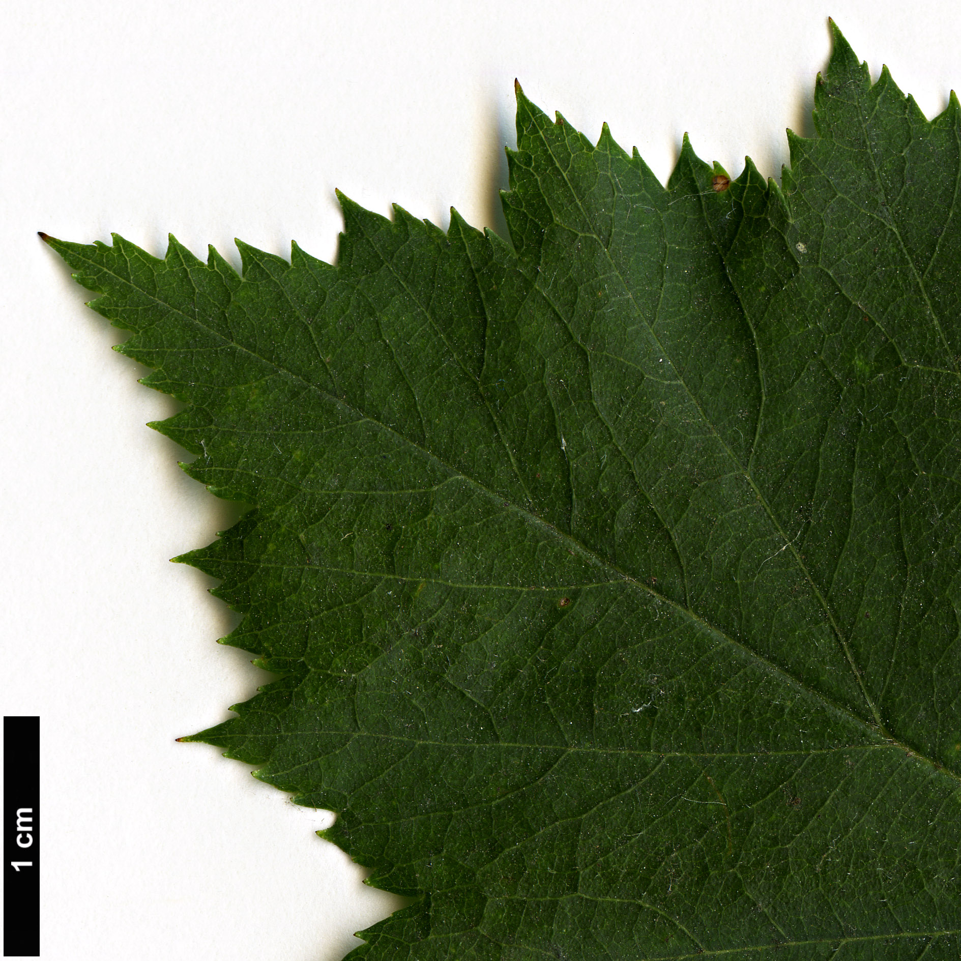 High resolution image: Family: Rosaceae - Genus: Crataegus - Taxon: pruinosa - SpeciesSub: var. dissona High resolution image: Family: Rosaceae - Genus: Crataegus - Taxon: pruinosa - SpeciesSub: var. dissona